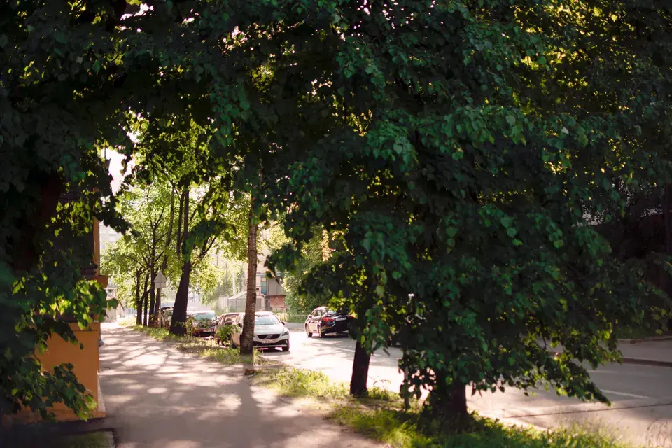 mold removal Spring Valley